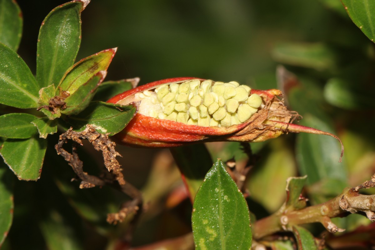 Cuphea micropetala Kunth